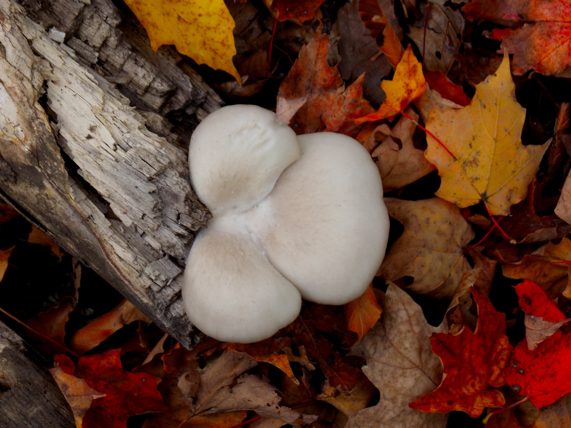 Fonds d'cran Nature Champignons Trfle Champignon