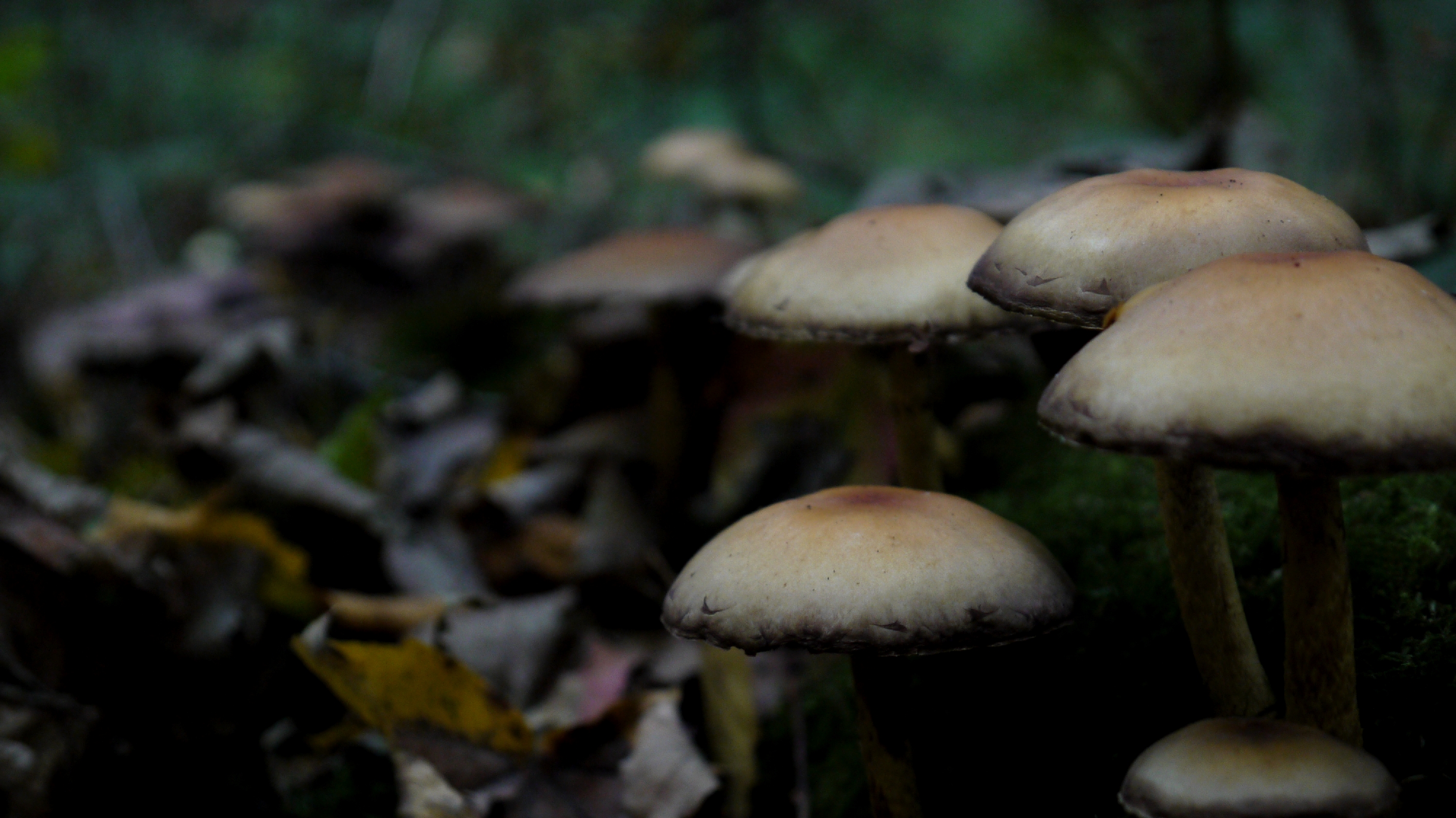 Fonds d'cran Nature Champignons 