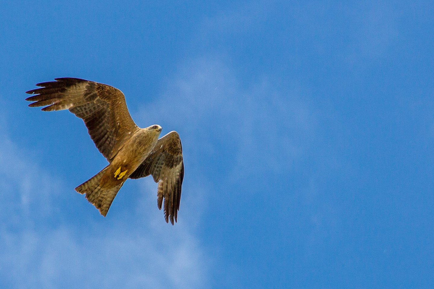 Fonds d'cran Animaux Oiseaux - Rapaces divers 