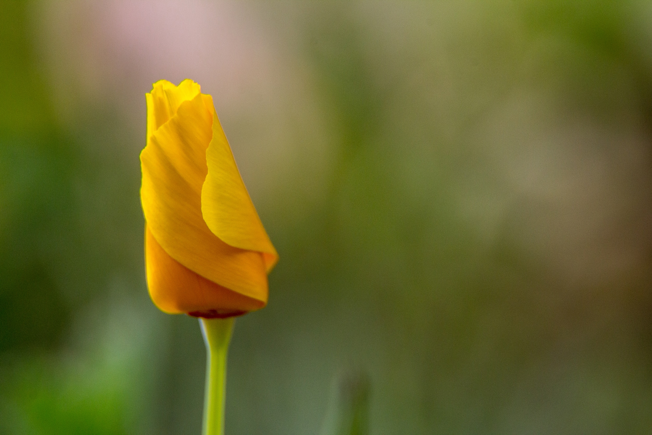 Fonds d'cran Nature Fleurs 