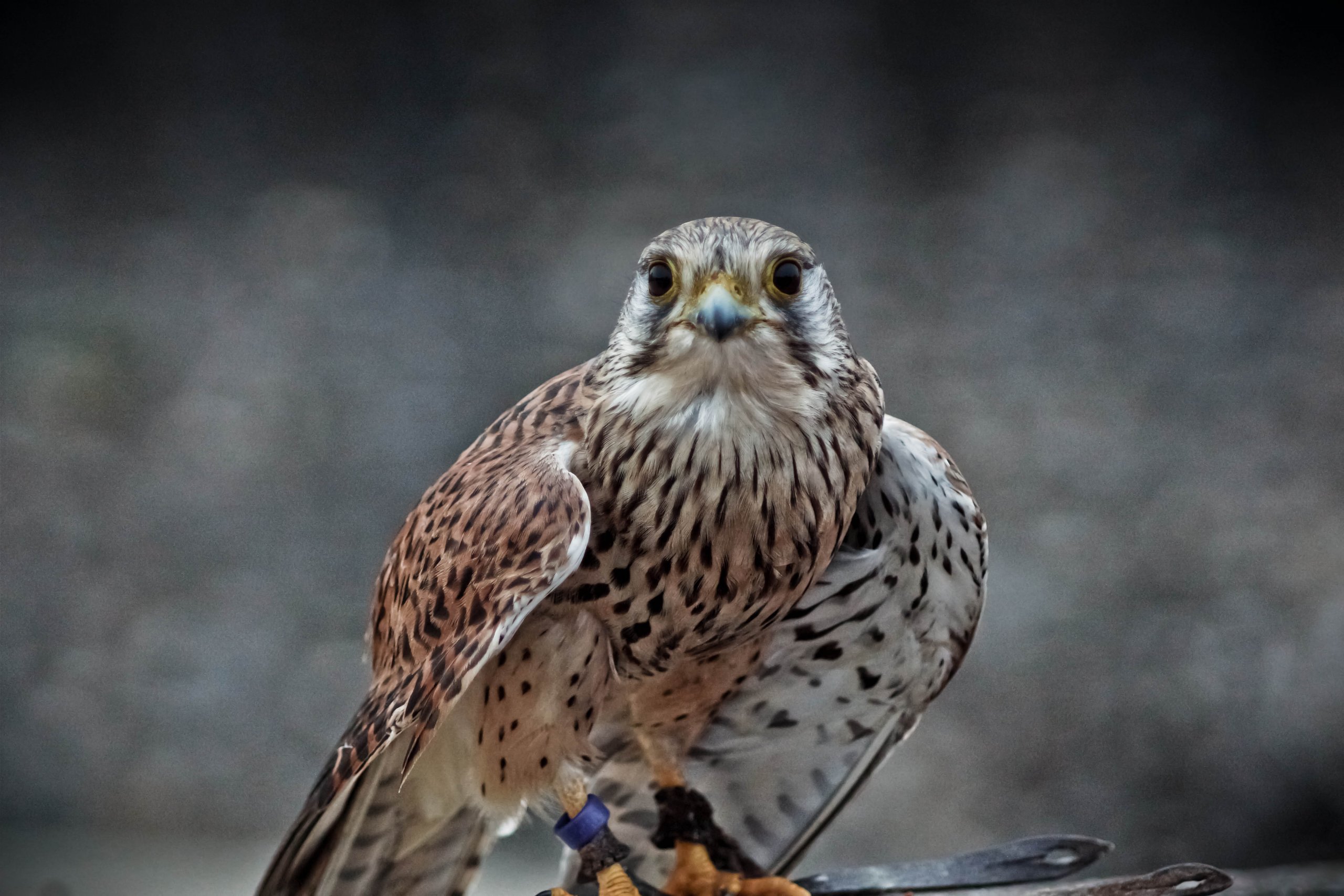 Fonds d'cran Animaux Oiseaux - Aigles Spectacle Provinois