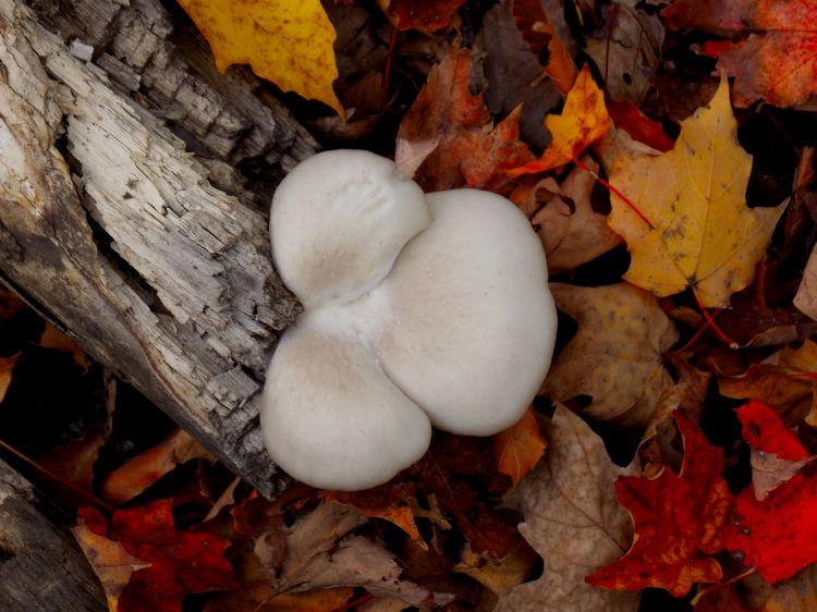 Wallpapers Nature Mushrooms Trfle Champignon