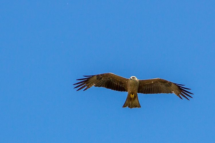 Fonds d'cran Animaux Oiseaux - Rapaces divers Wallpaper N360004