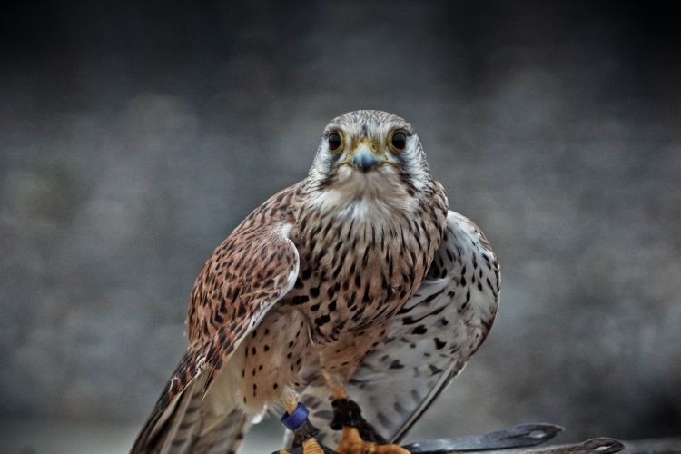 Wallpapers Animals Birds - Eagles Spectacle Provinois