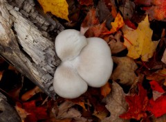  Nature Trfle Champignon