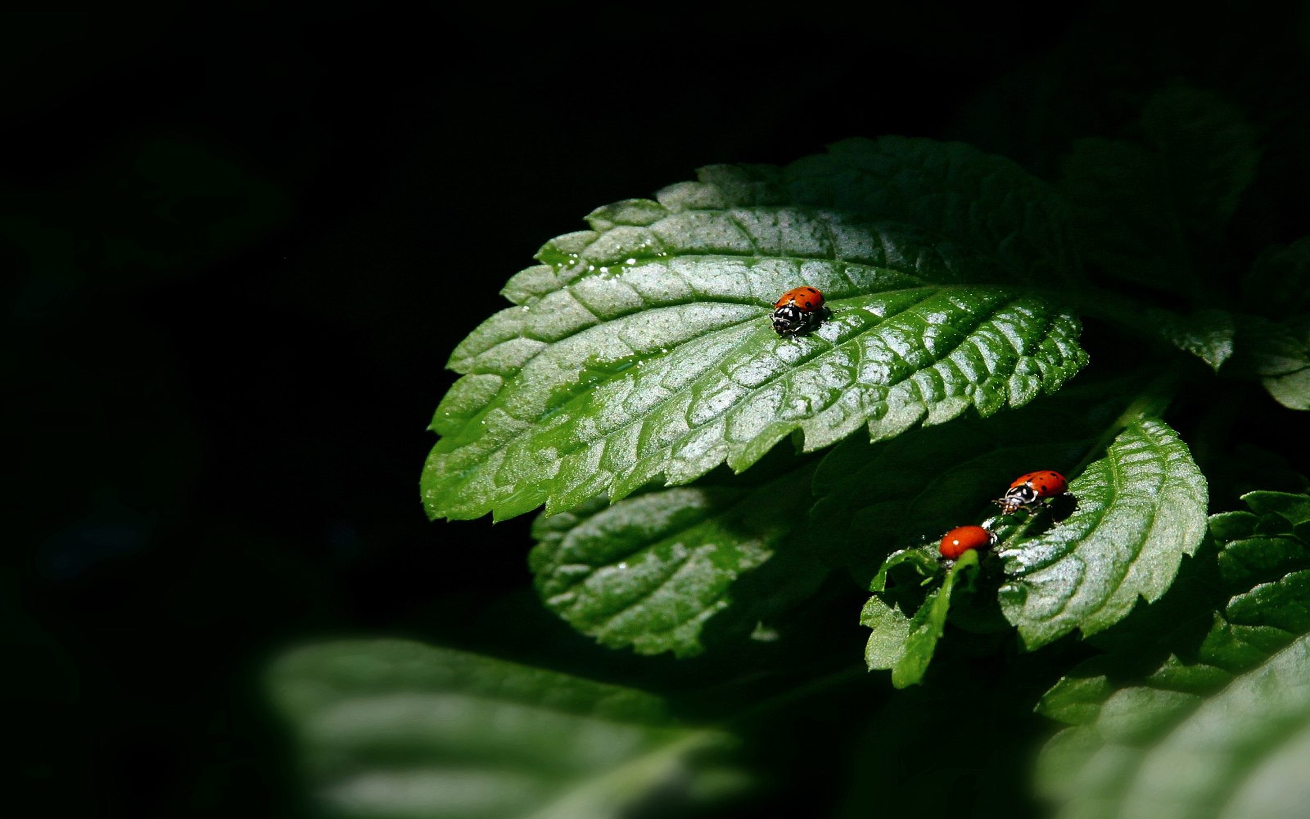 Wallpapers Animals Insects - Ladybugs 