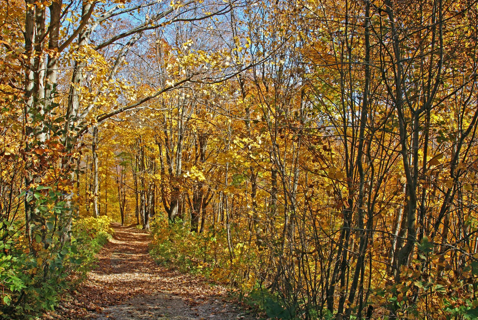 Fonds d'cran Nature Arbres - Forts CHEMIN DE LA CABANE A SUCRE