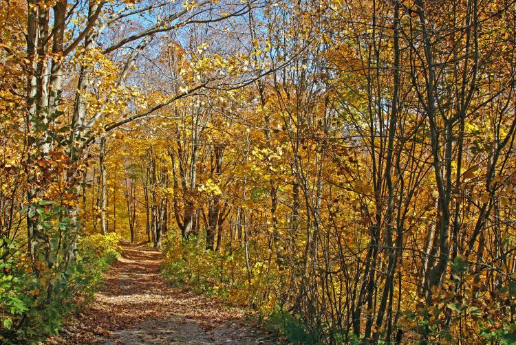 Wallpapers Nature Trees - Forests CHEMIN DE LA CABANE A SUCRE