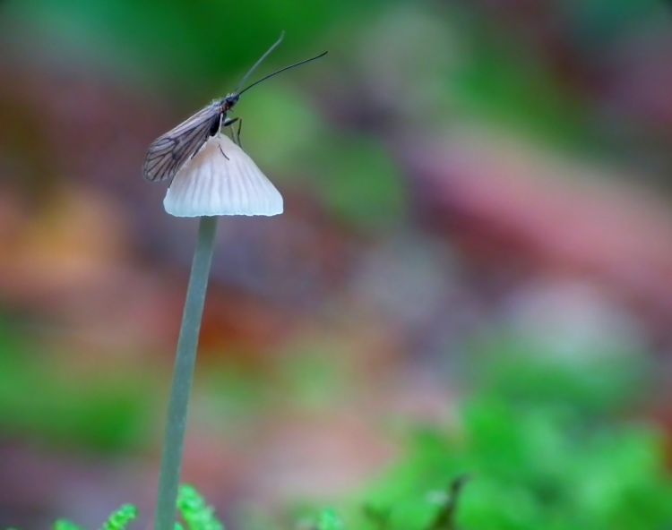 Wallpapers Nature Mushrooms Minuscule