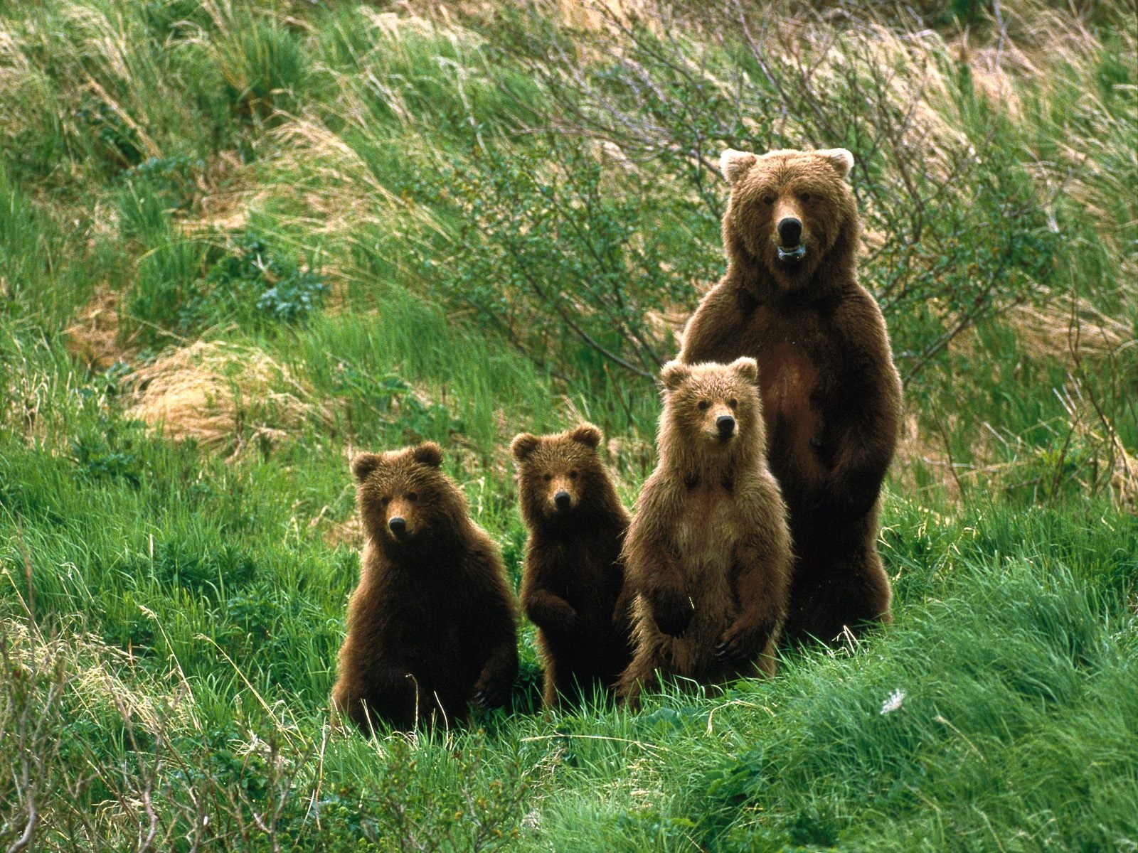 Fonds d'cran Animaux Ours 