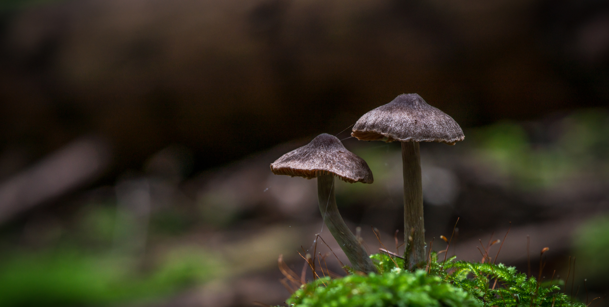 Wallpapers Nature Mushrooms Mushrooms