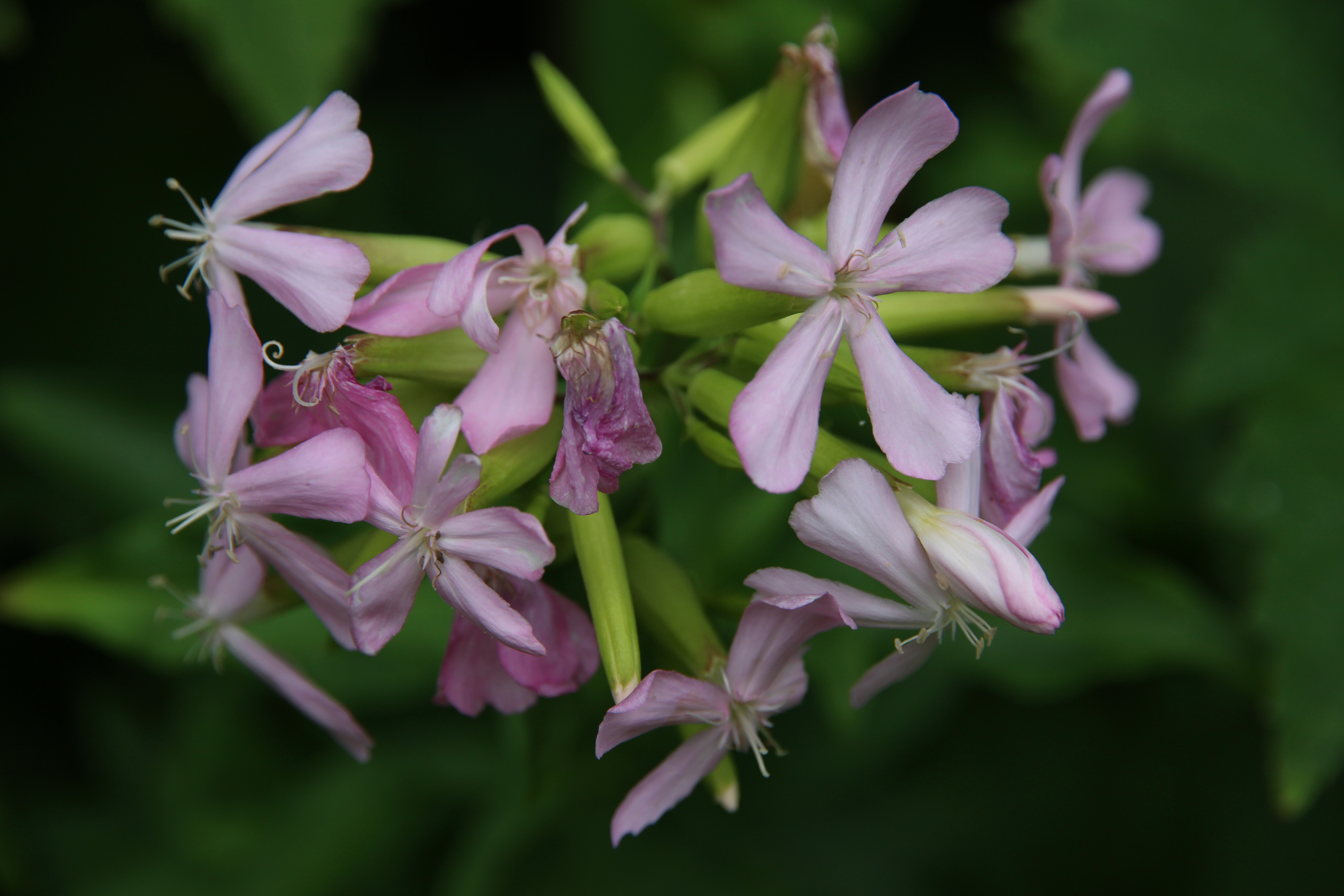 Fonds d'cran Nature Fleurs 