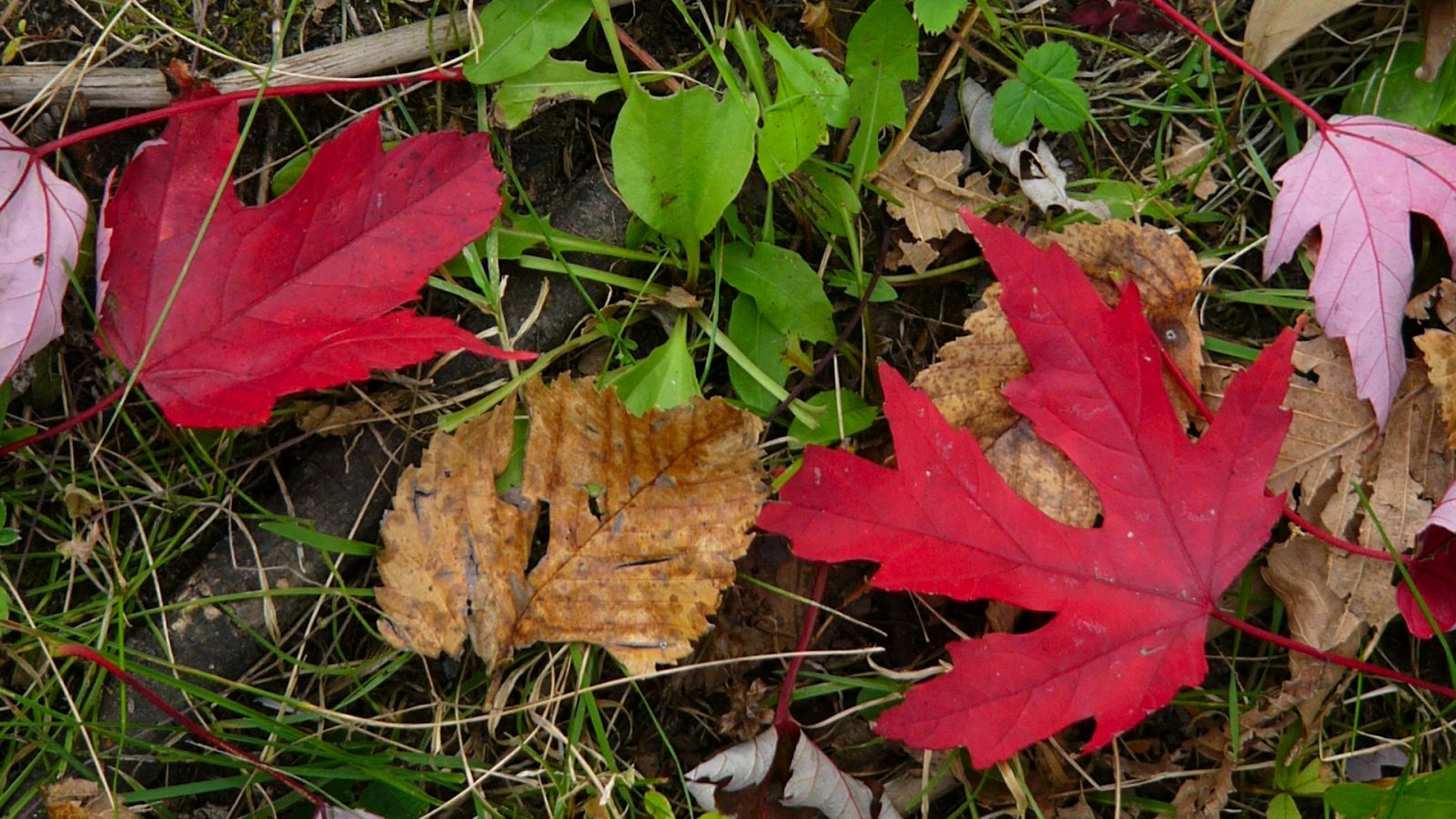 Wallpapers Nature Leaves - Foliage 2weeks-1shot - Oh, Canada!