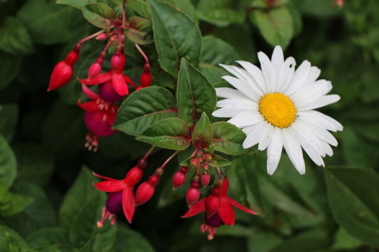 Fonds d'cran Nature Fleurs Fleurs