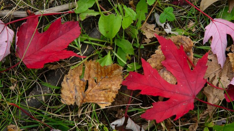 Fonds d'cran Nature Feuilles - Feuillages 2weeks-1shot - Oh, Canada!