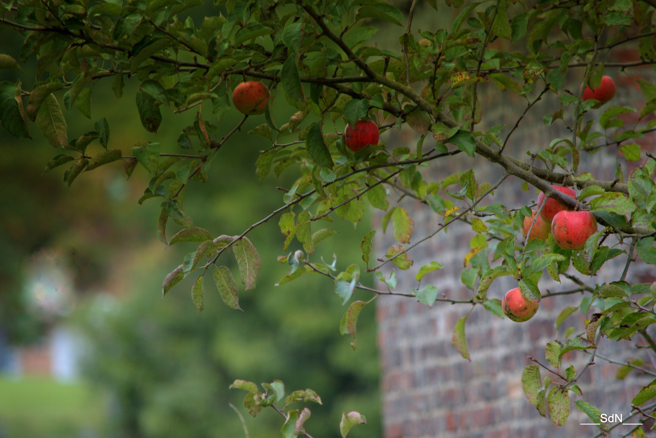 Wallpapers Nature Fruits AUTOUR DU LAC