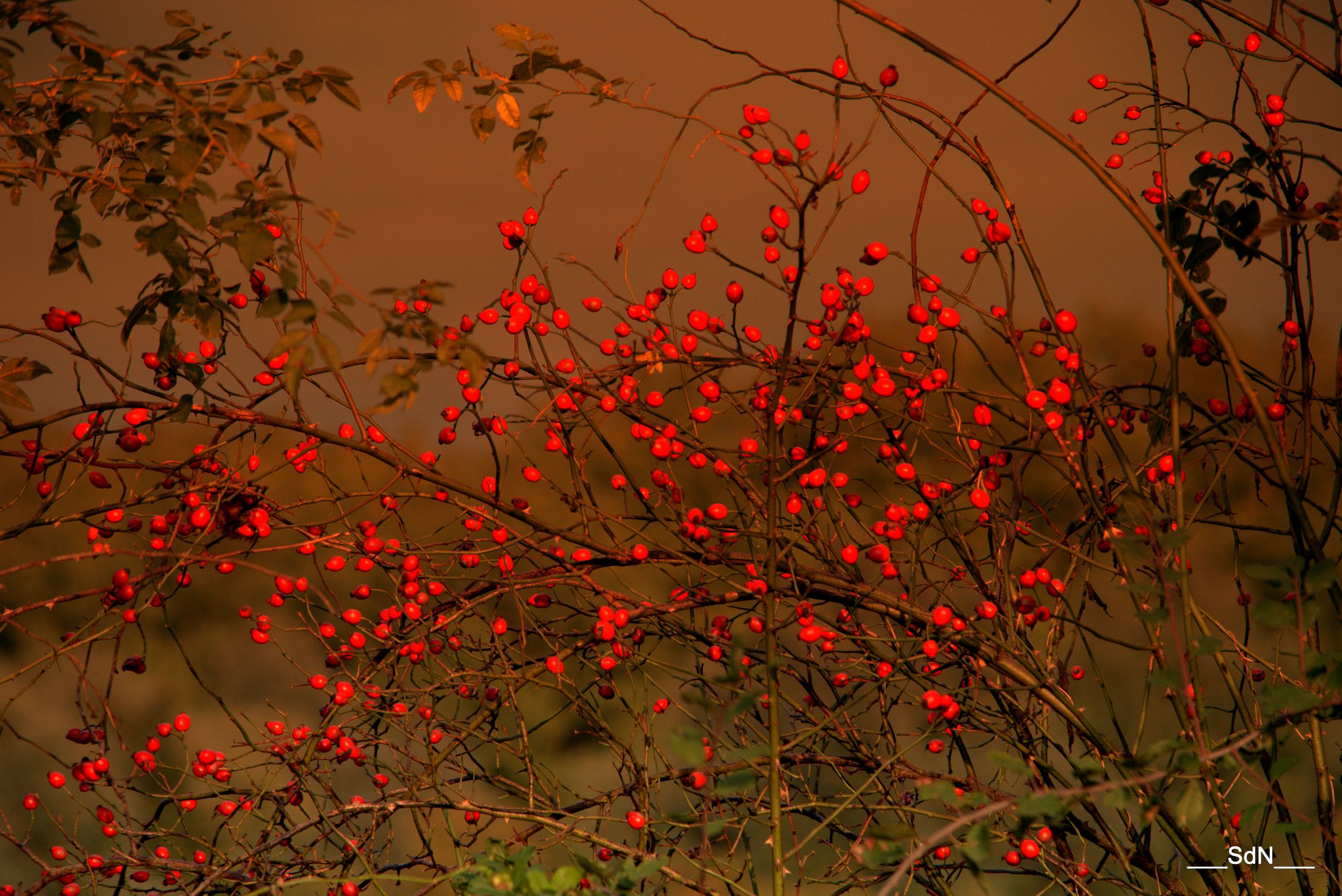 Fonds d'cran Nature Fruits AUTOUR DU LAC