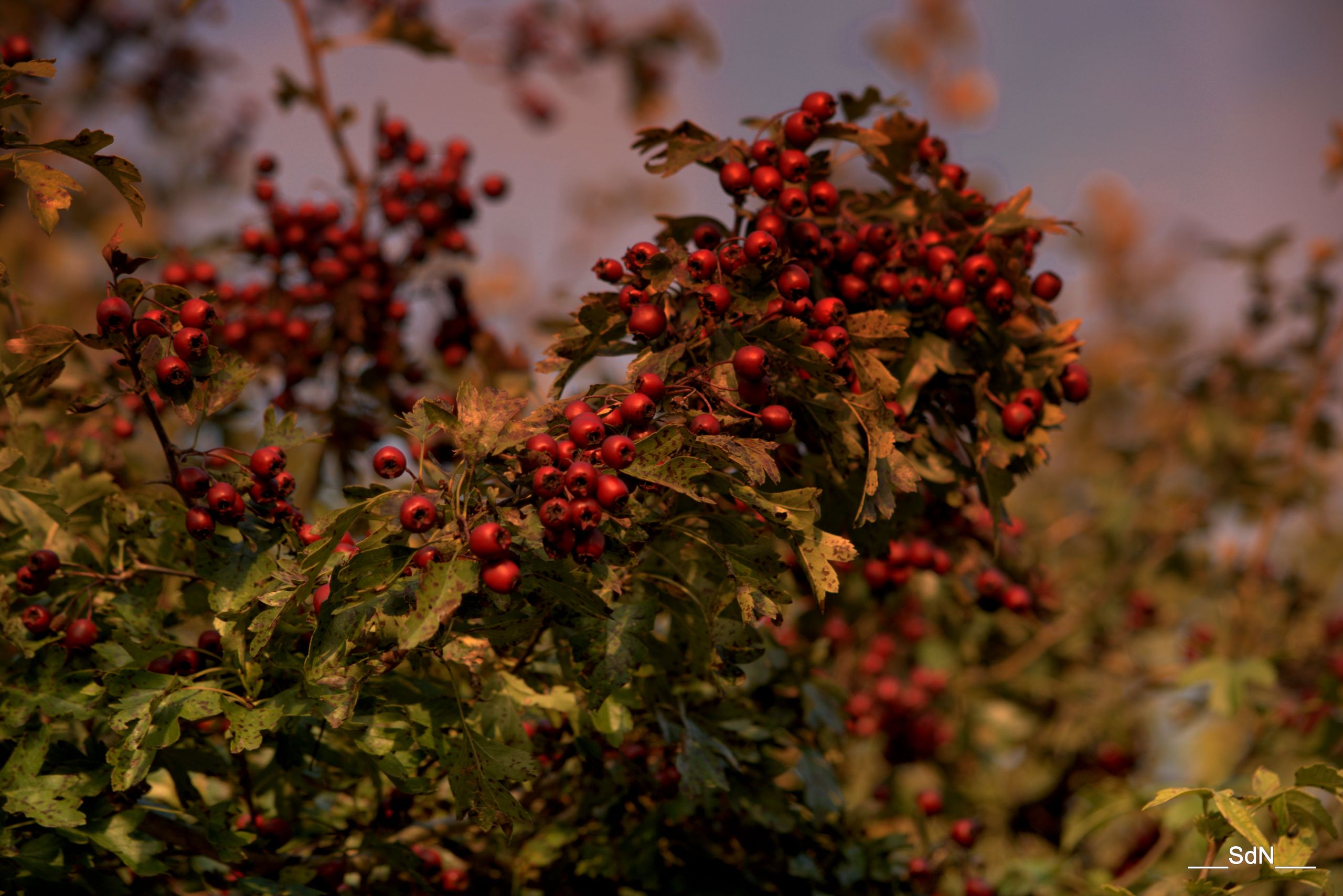 Fonds d'cran Nature Fruits AUTOUR DU LAC