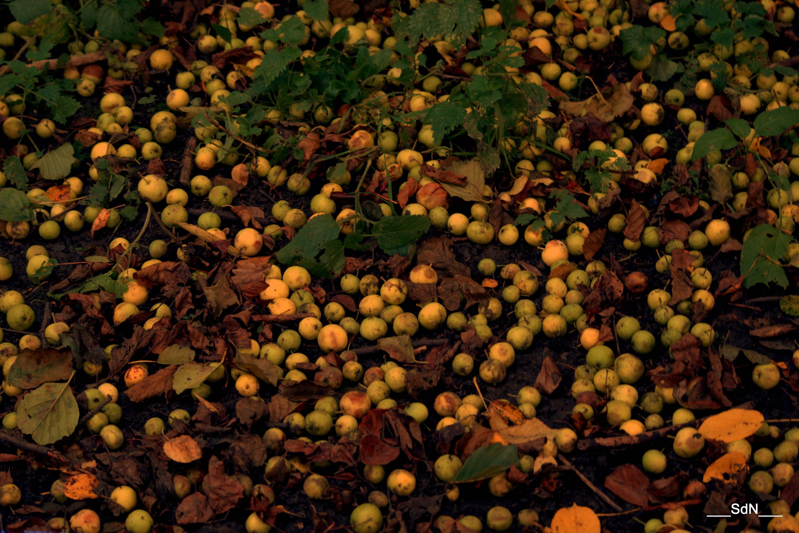 Fonds d'cran Nature Fruits AUTOUR DU LAC