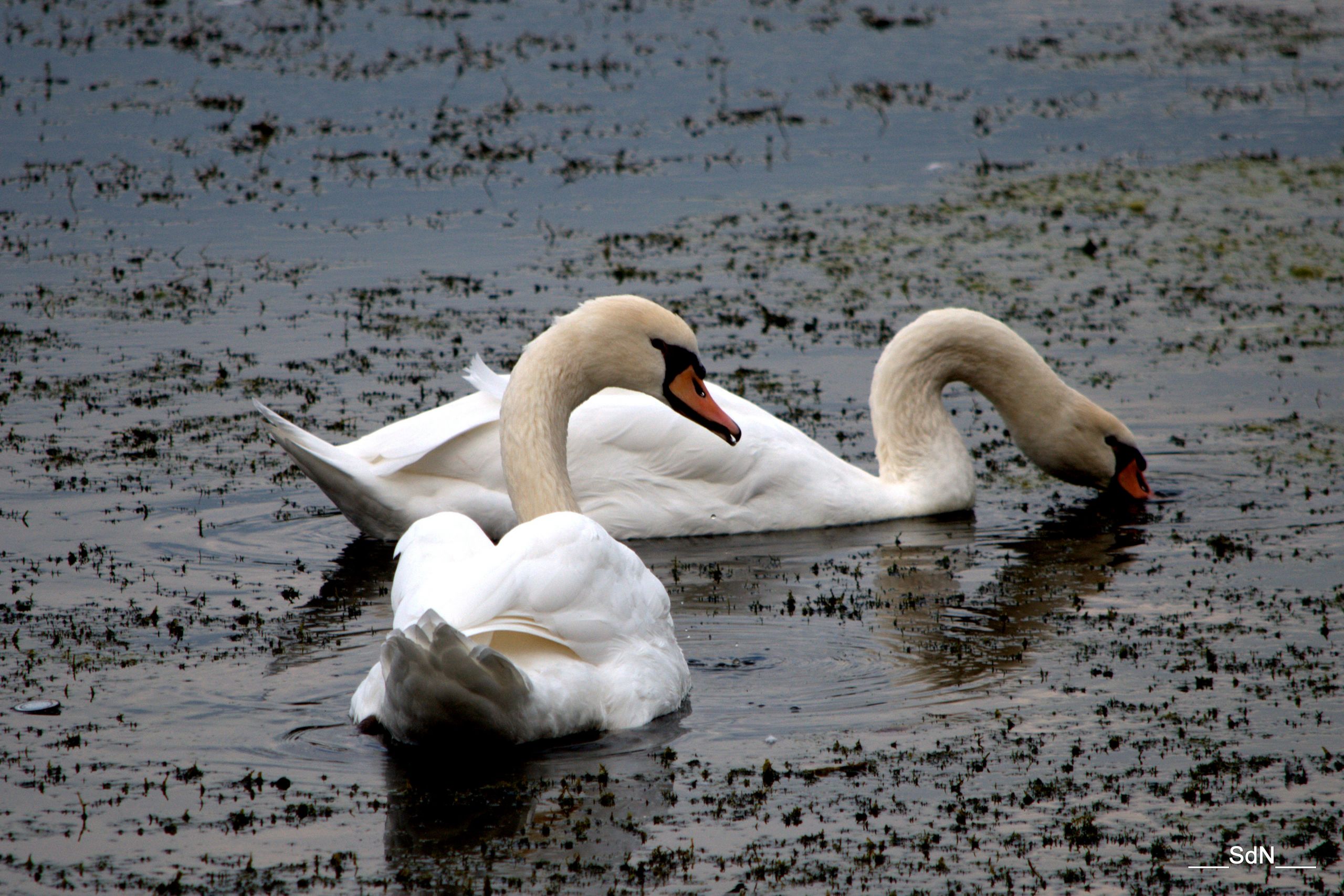 Wallpapers Animals Birds - Swans DANS LE LAC