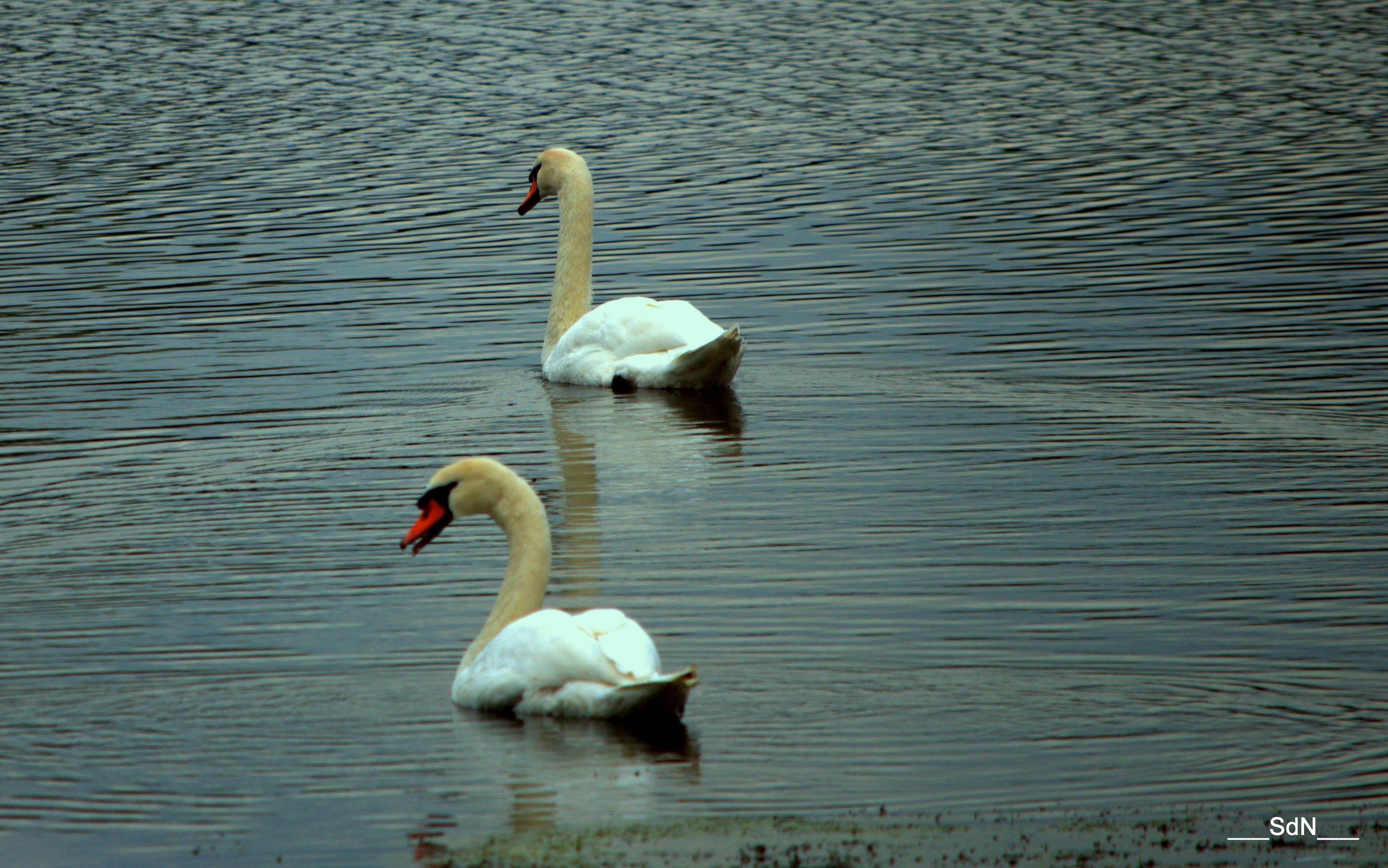 Wallpapers Animals Birds - Swans DANS LE LAC