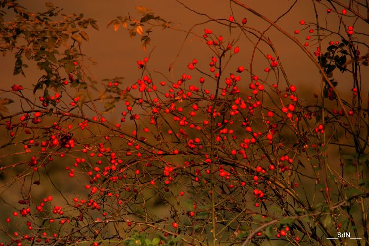 Wallpapers Nature Fruits AUTOUR DU LAC