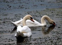  Animals DANS LE LAC