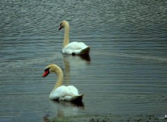  Animals DANS LE LAC