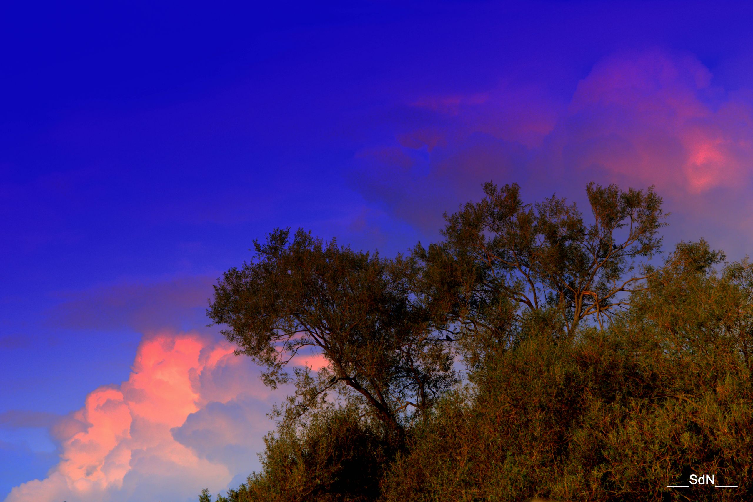 Fonds d'cran Nature Arbres - Forts LES BORDS DU LAC