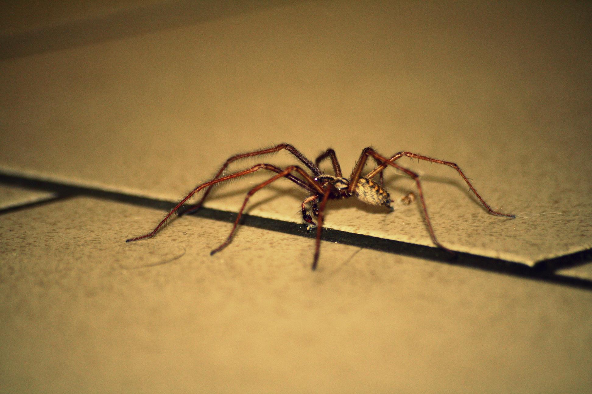 Wallpapers Animals Spiders 