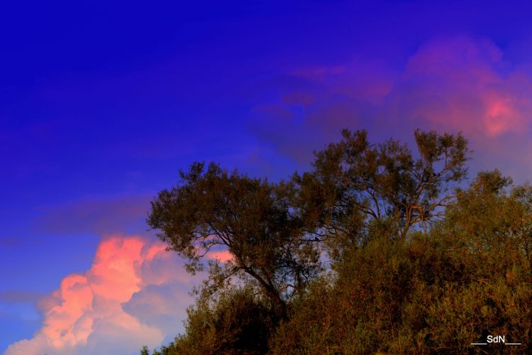 Fonds d'cran Nature Arbres - Forts LES BORDS DU LAC