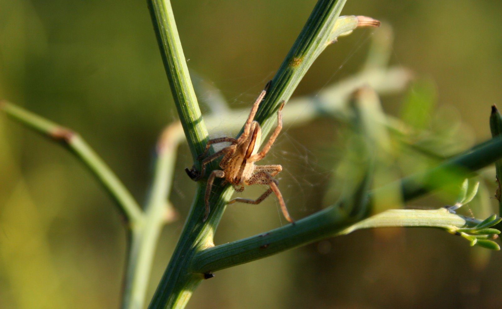 Fonds d'cran Animaux Araignes insectes var