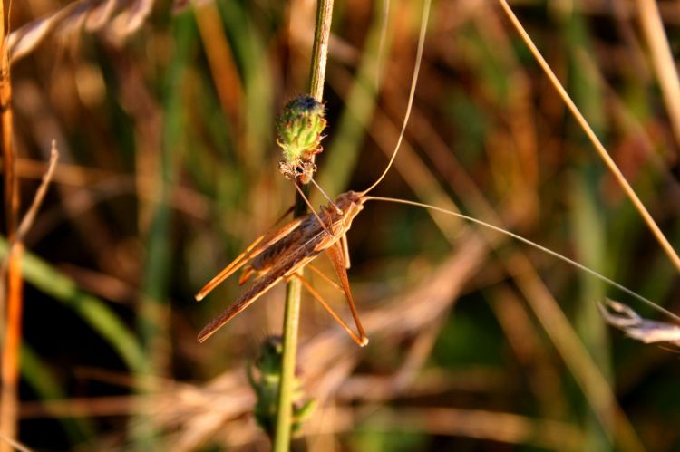 Fonds d'cran Animaux Insectes - Sauterelles et Criquets insectes var