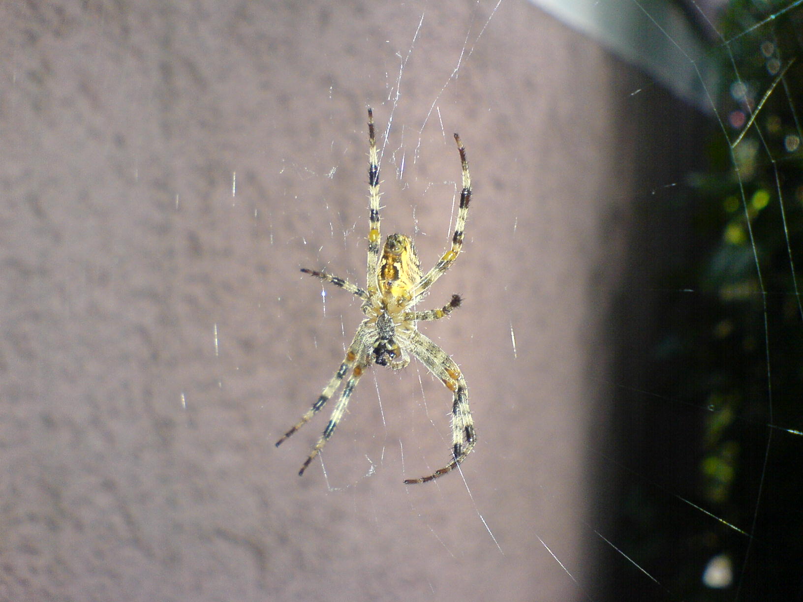 Fonds d'cran Animaux Araignes 