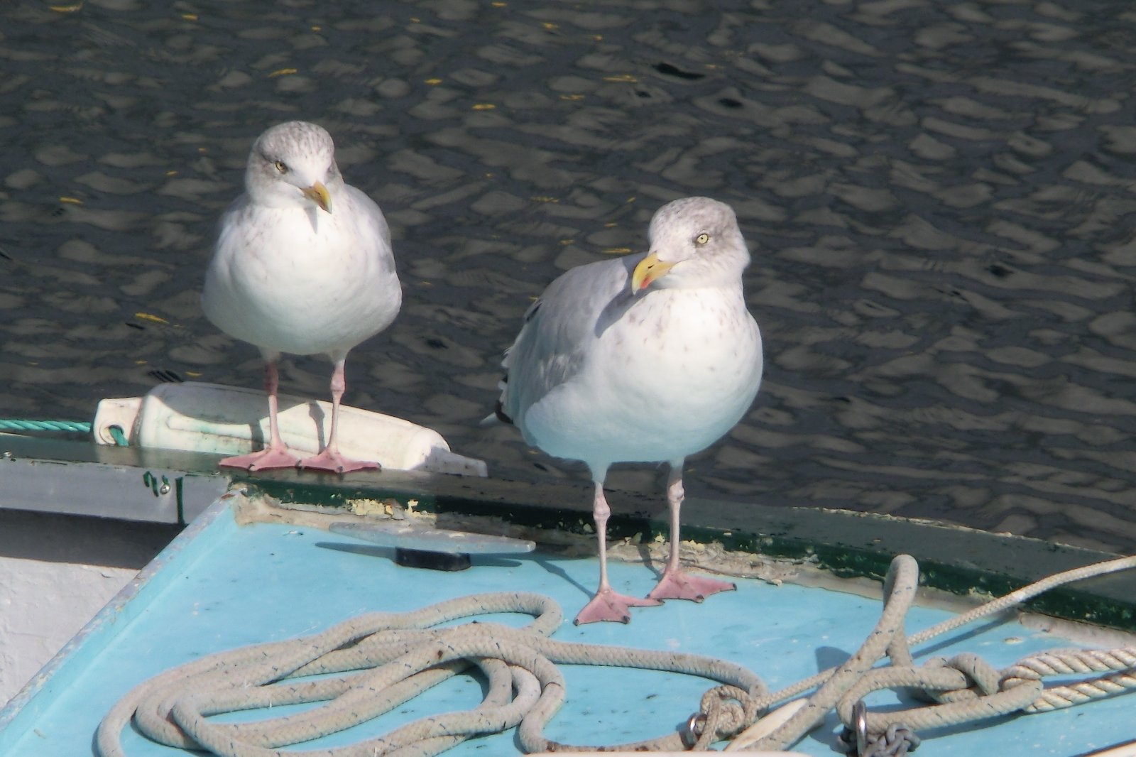 Wallpapers Animals Birds - Gulls goeland