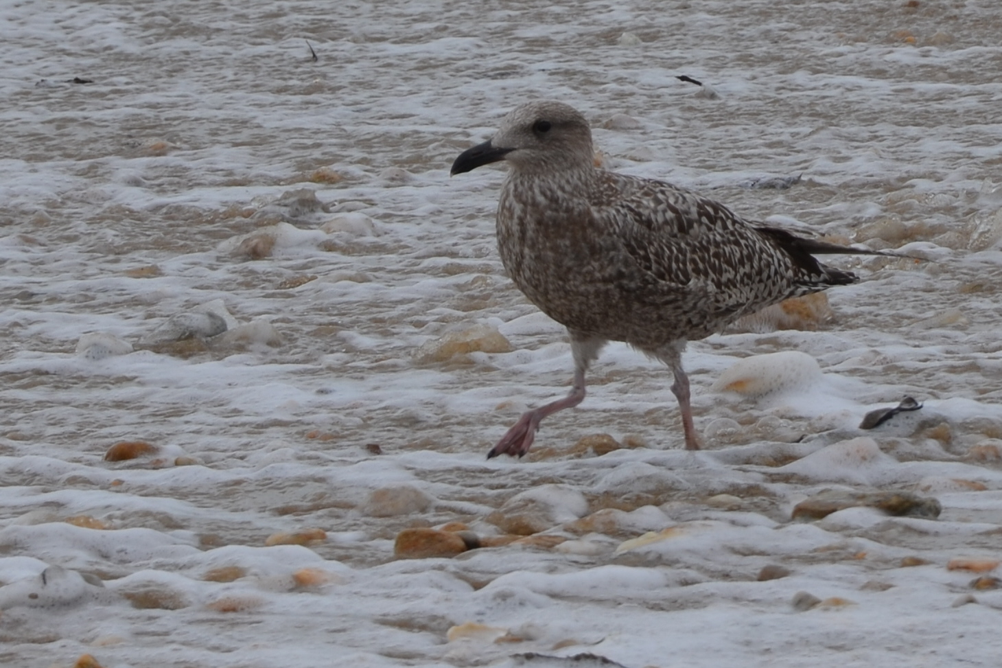 Wallpapers Animals Birds - Gulls goeland au bord des vagues