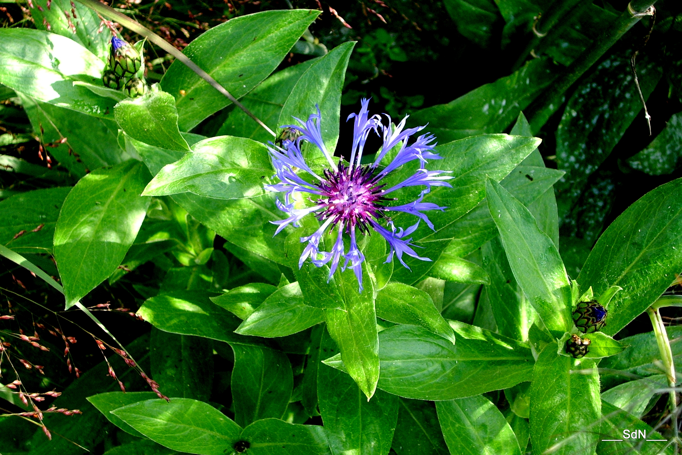 Fonds d'cran Nature Fleurs BLEUETS