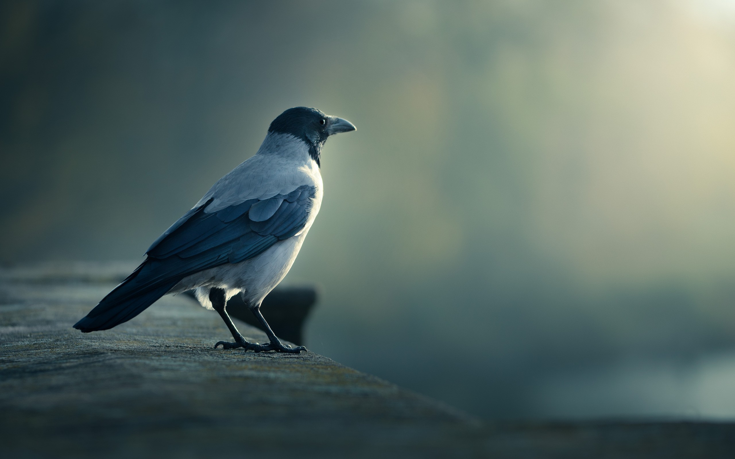 Fonds d'cran Animaux Oiseaux - Divers 