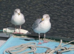  Animaux goeland