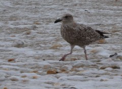  Animaux goeland au bord des vagues