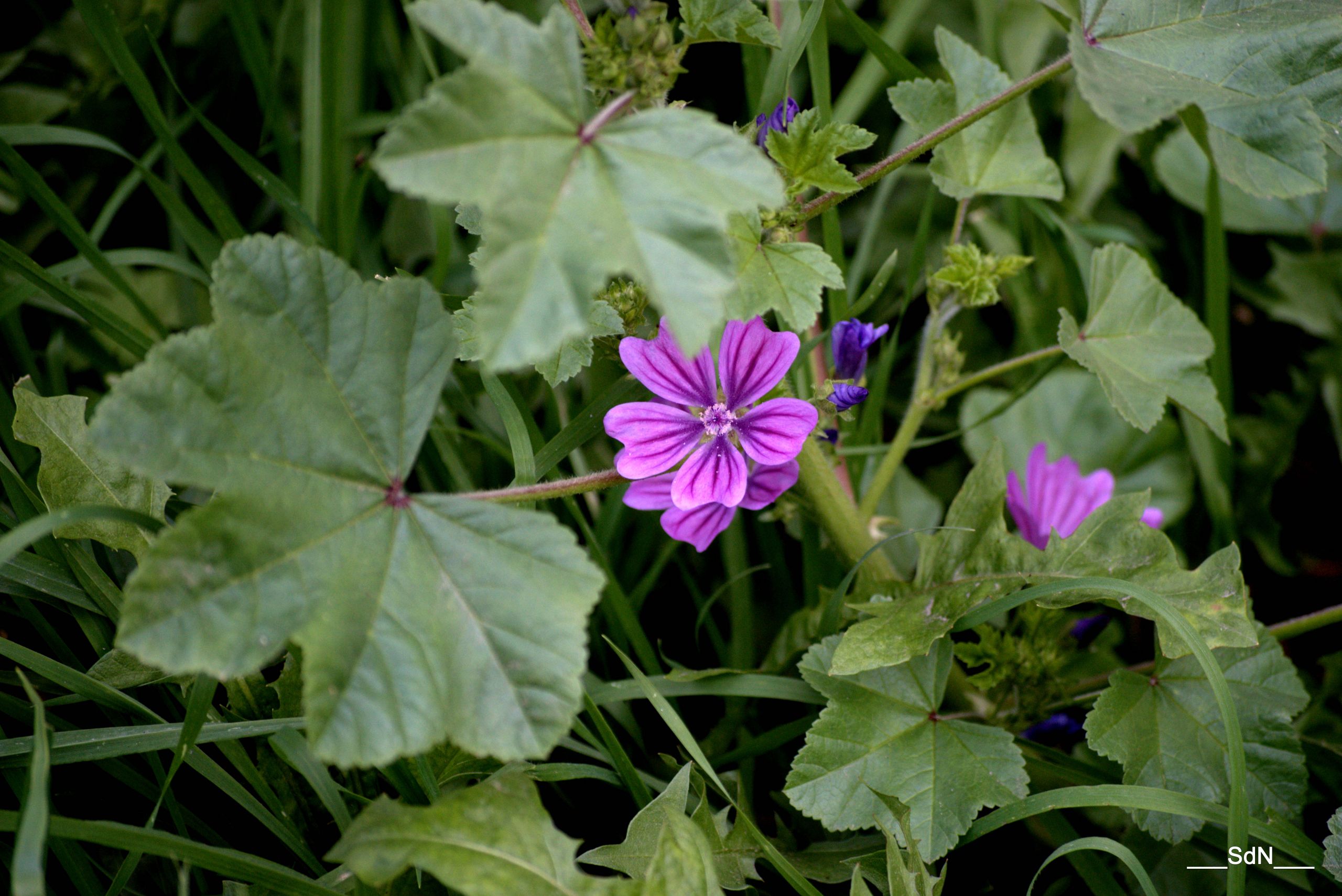 Fonds d'cran Nature Fleurs FLEURS SAUVAGES