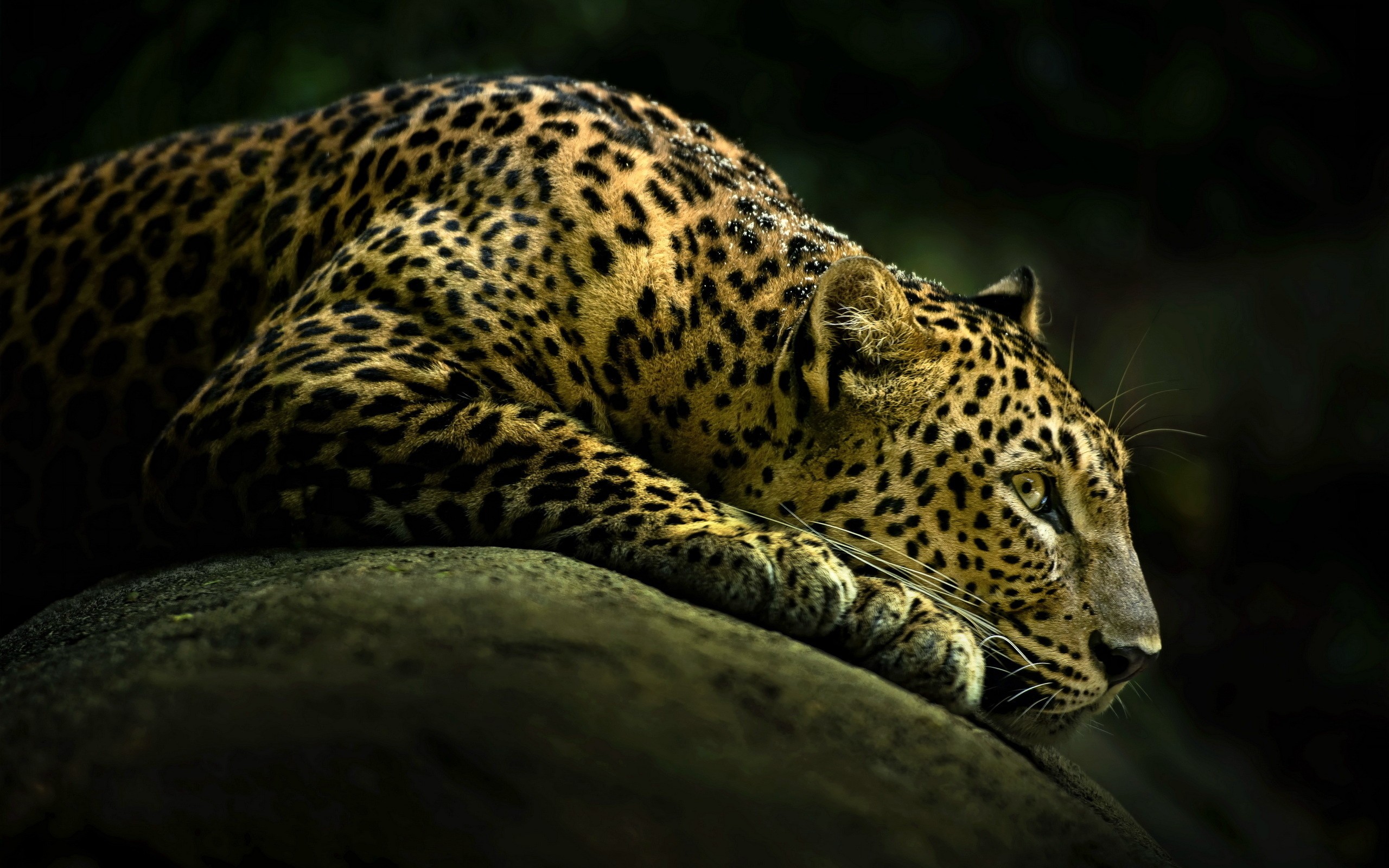 Wallpapers Animals Felines - Leopards 