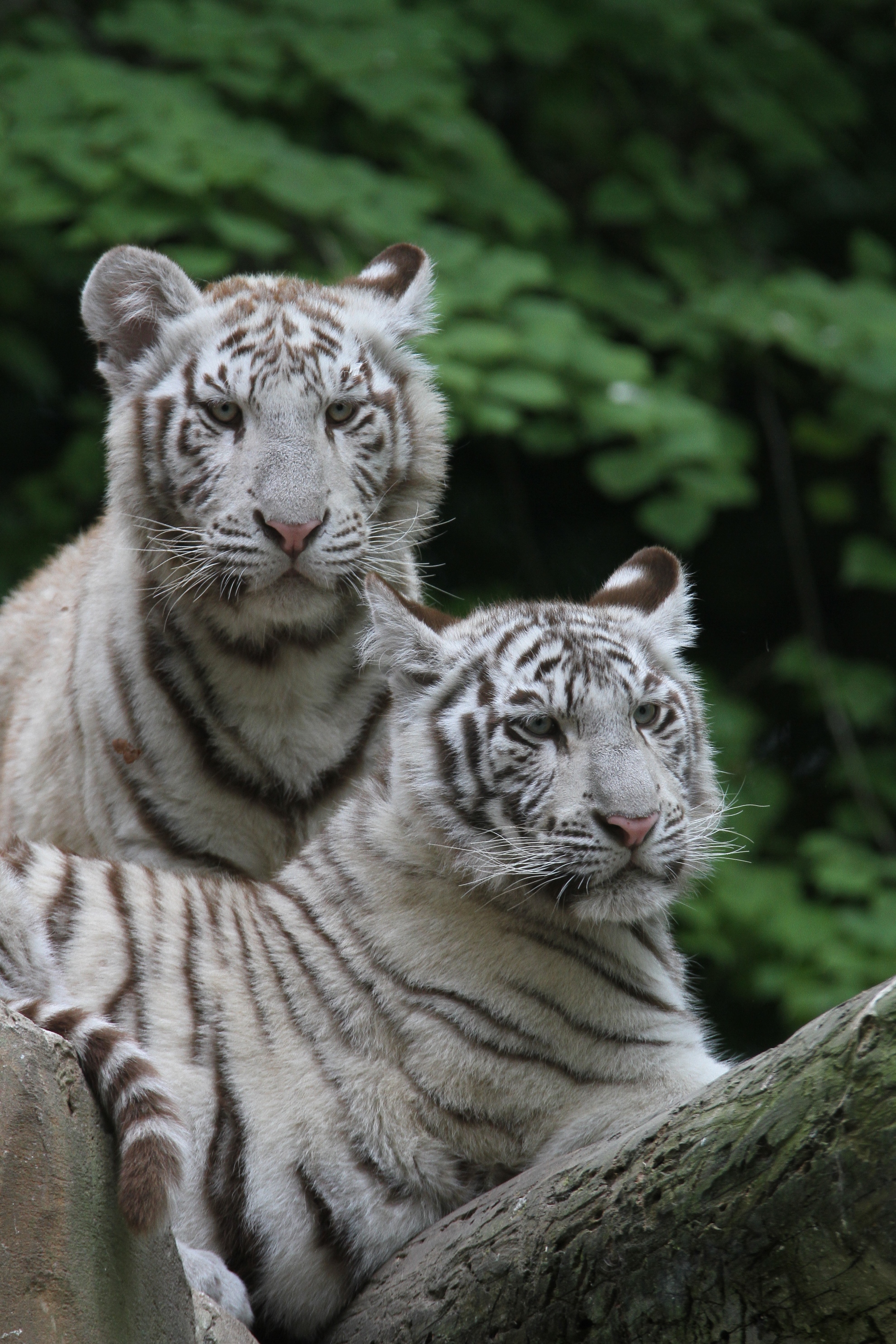 Fonds d'cran Animaux Flins - Tigres 