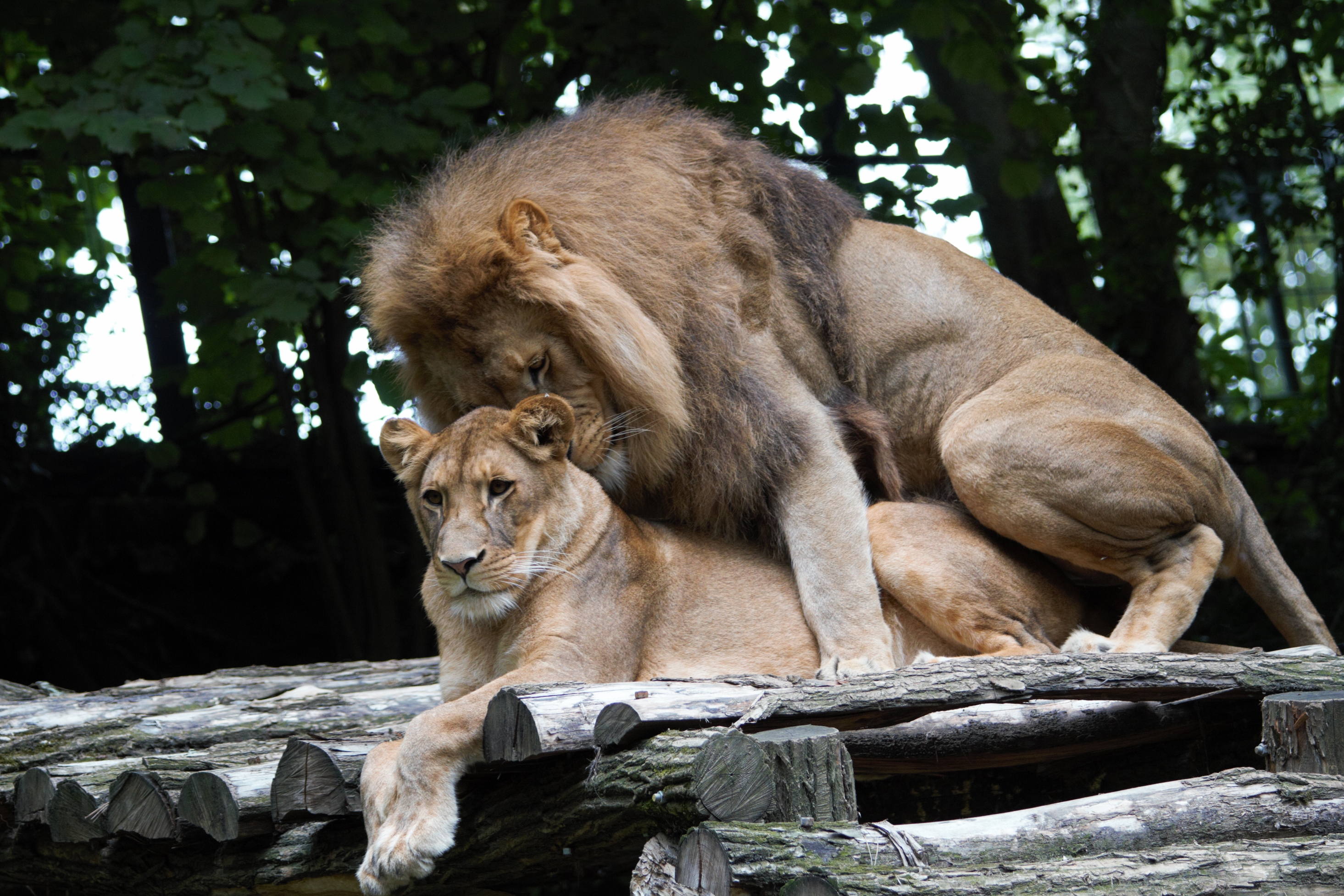 Fonds d'cran Animaux Flins - Lions 