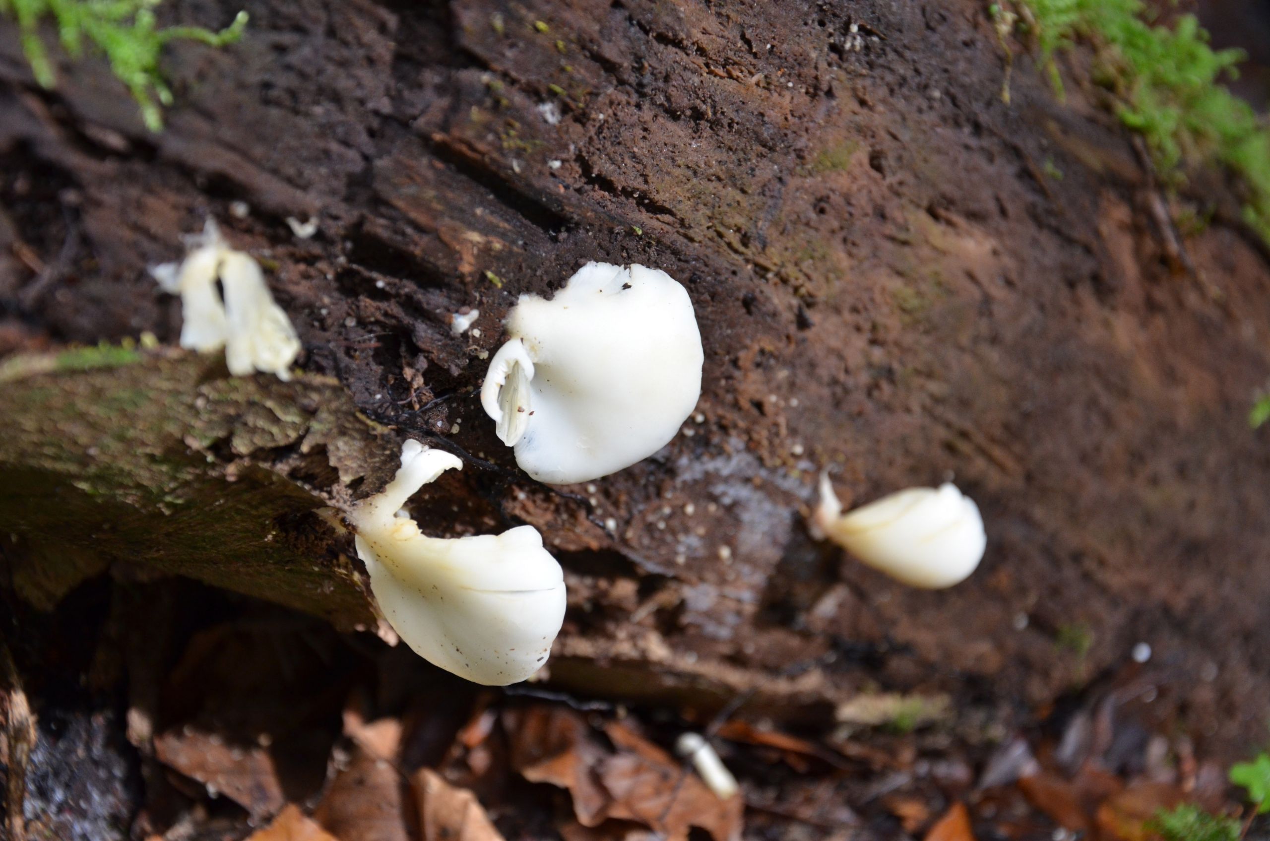 Wallpapers Nature Mushrooms Chamchampigons