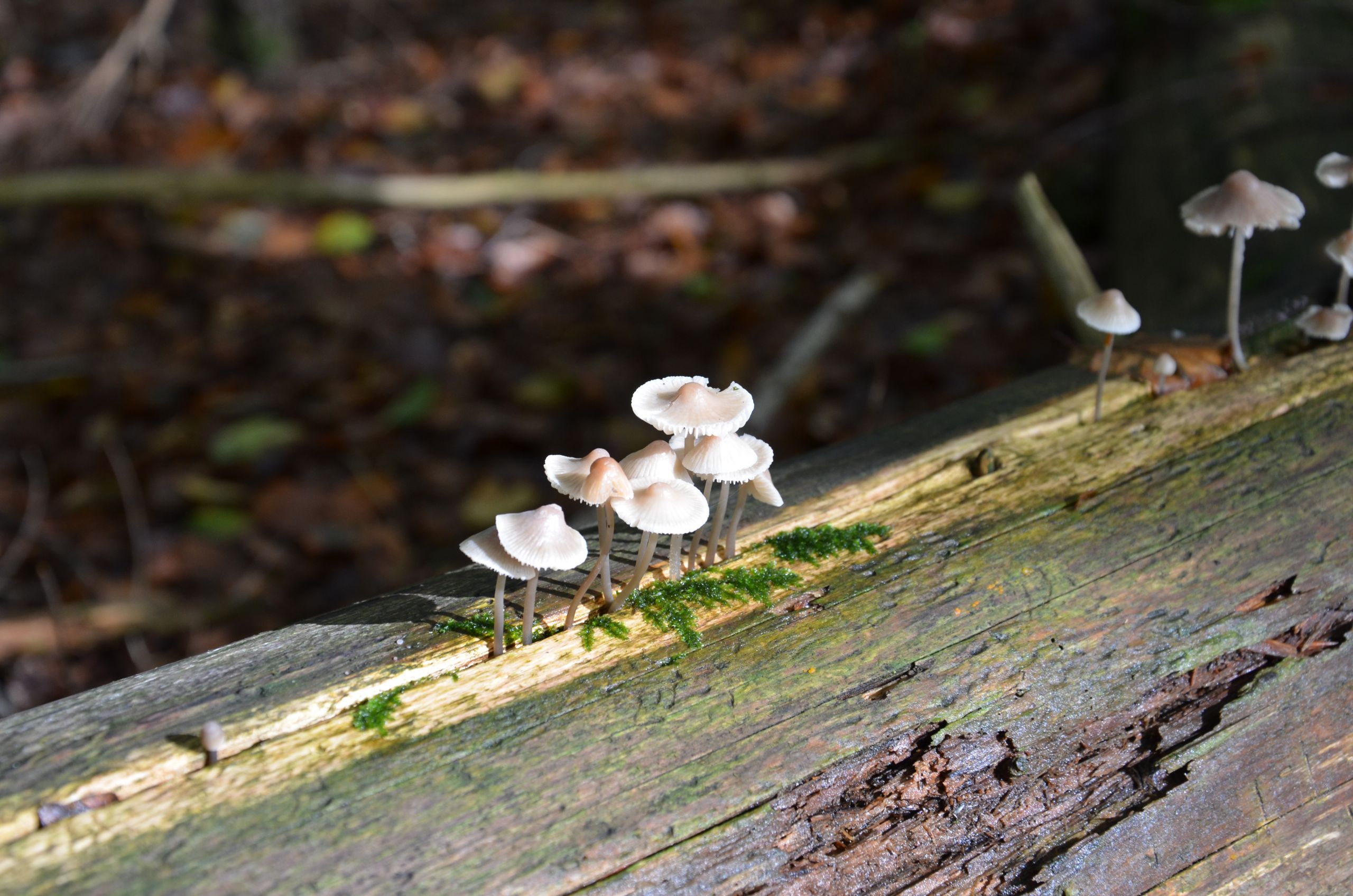 Fonds d'cran Nature Champignons Chamchampigons