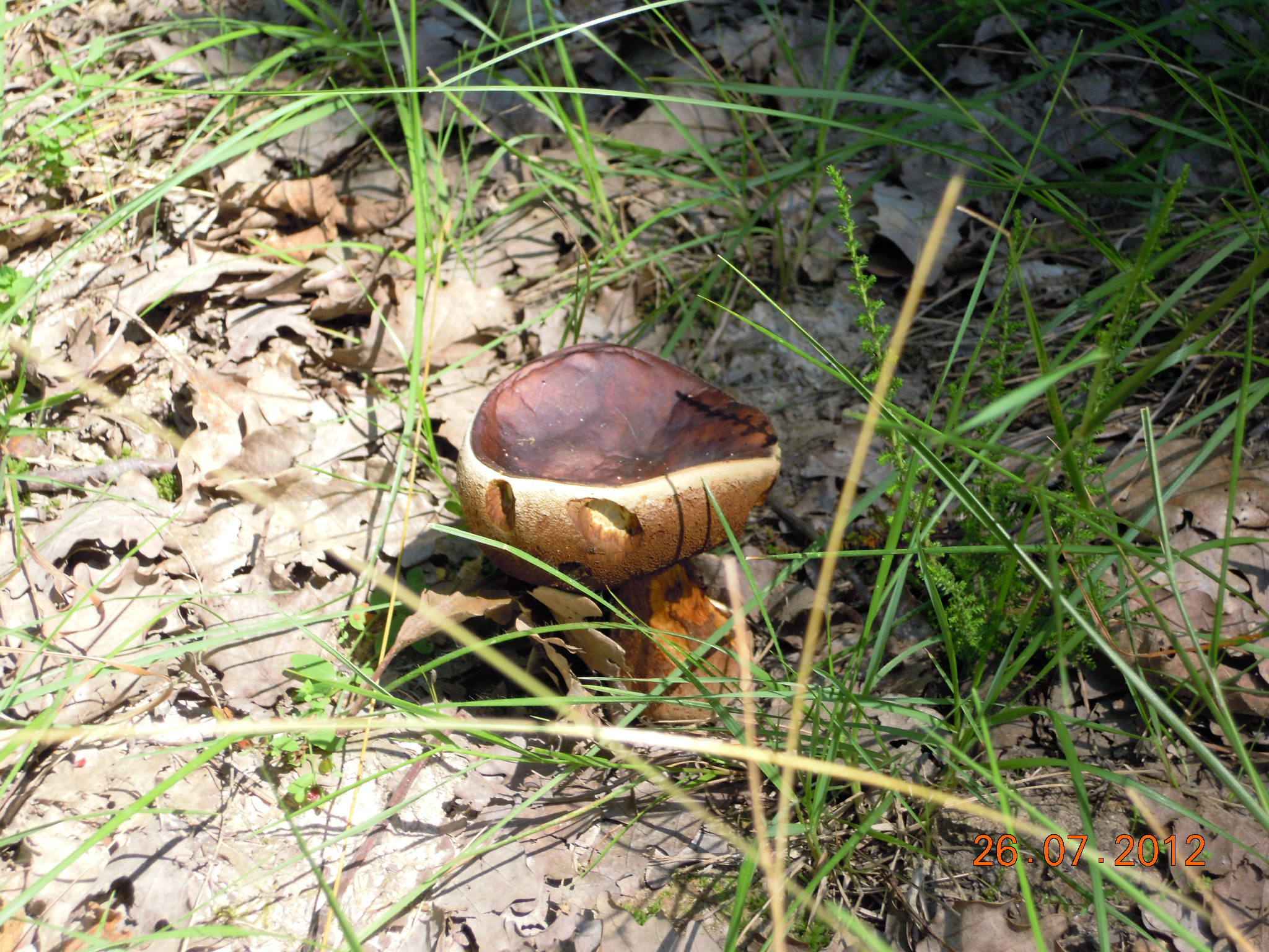 Fonds d'cran Nature Champignons 