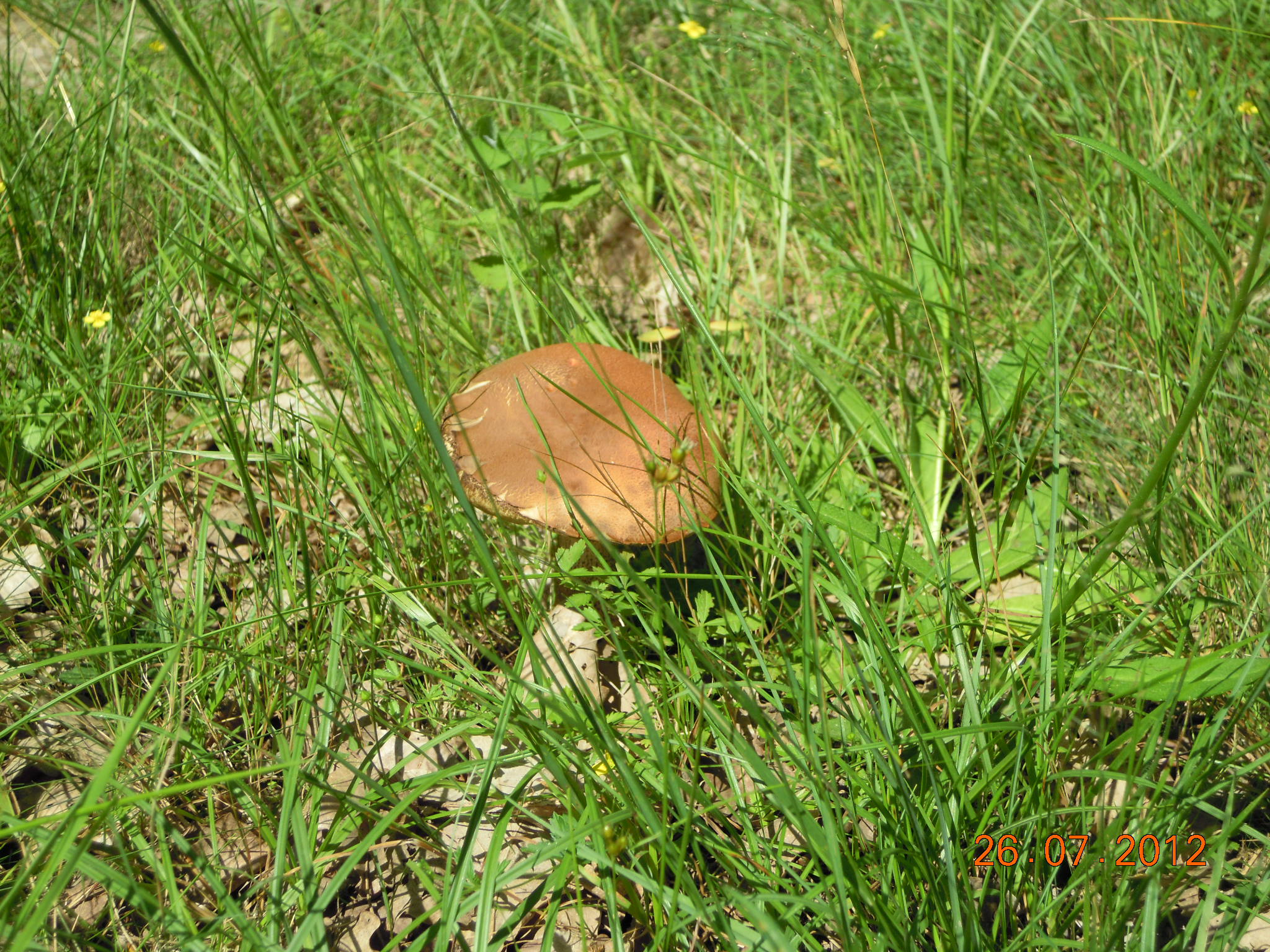 Fonds d'cran Nature Champignons 