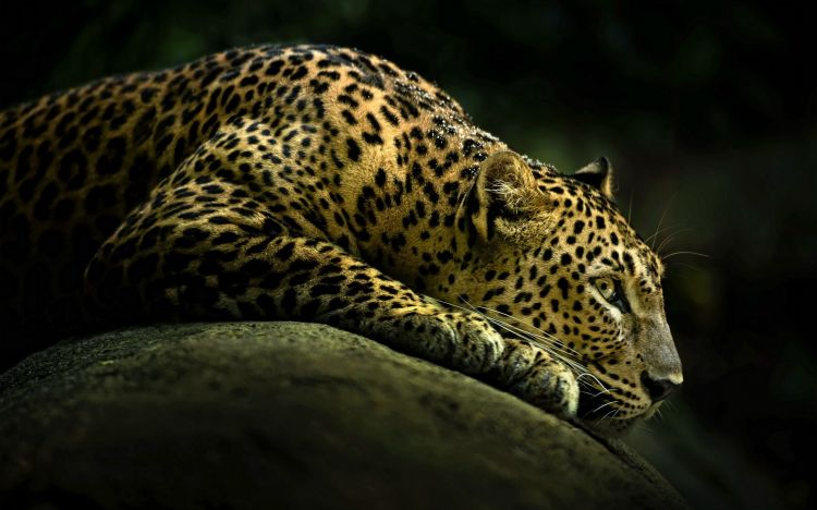 Wallpapers Animals Felines - Leopards Wallpaper N360345