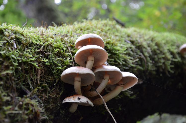 Wallpapers Nature Mushrooms Chamchampigons